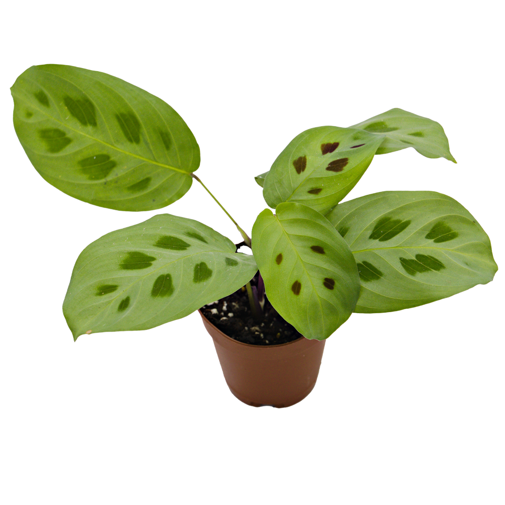 ReptiFauna™ Assorted Maranta