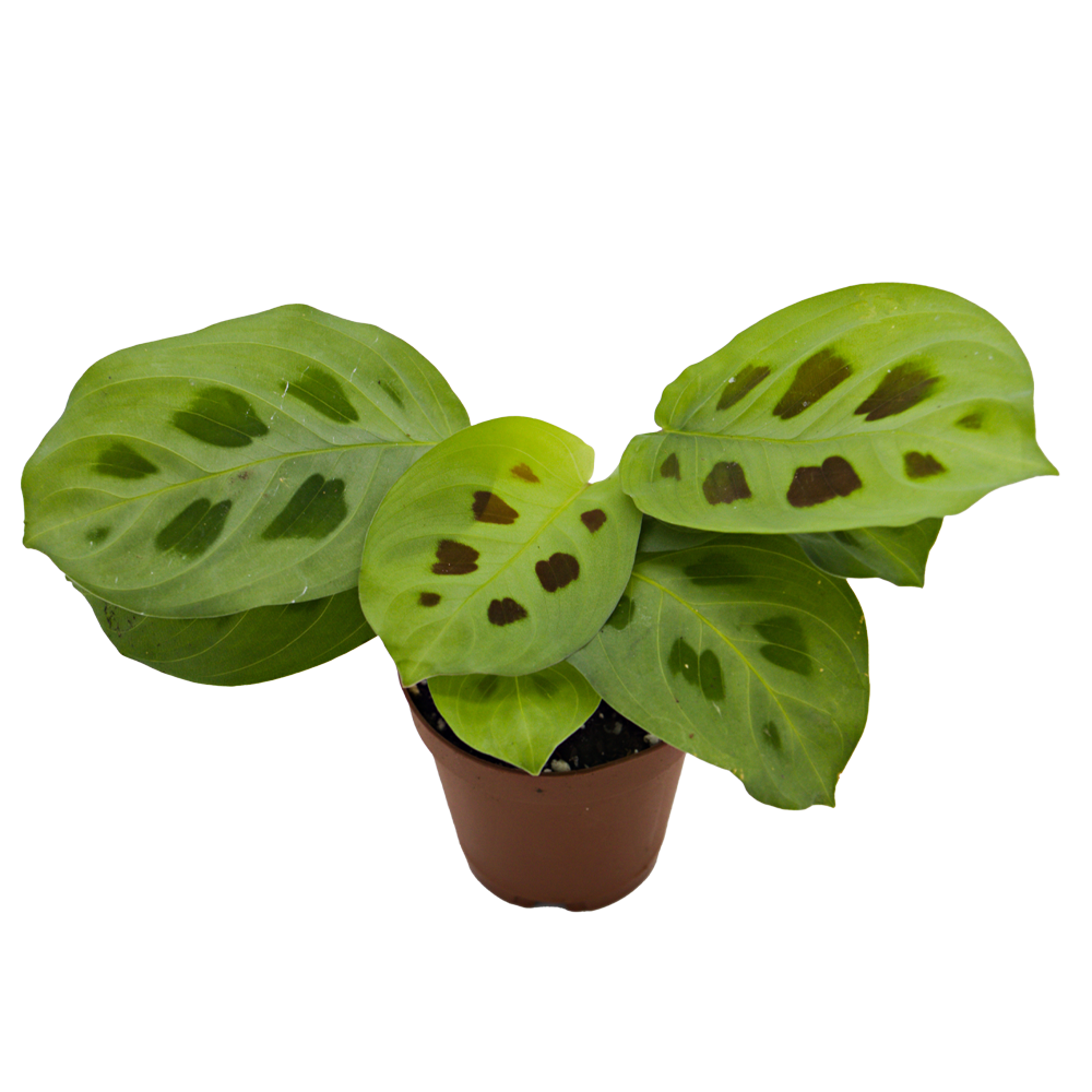 ReptiFauna™ Assorted Maranta