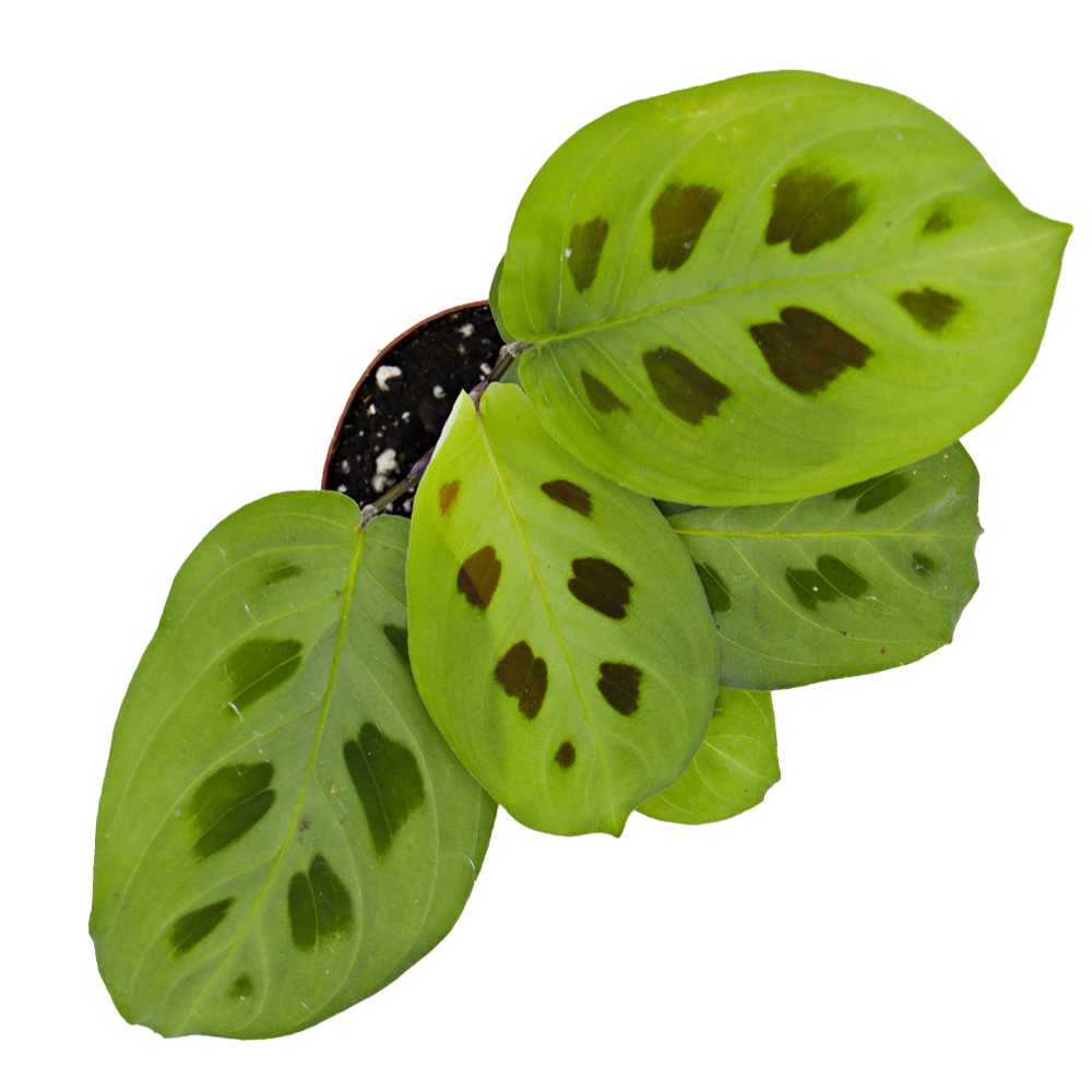 ReptiFauna™ Assorted Maranta