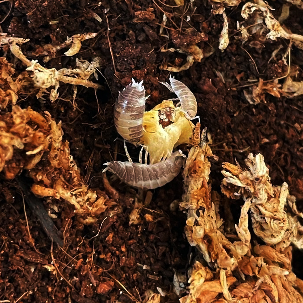 ReptiFauna™ Isopods Milkback