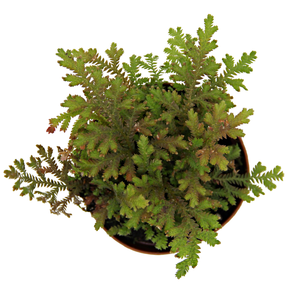 ReptiFauna Moss