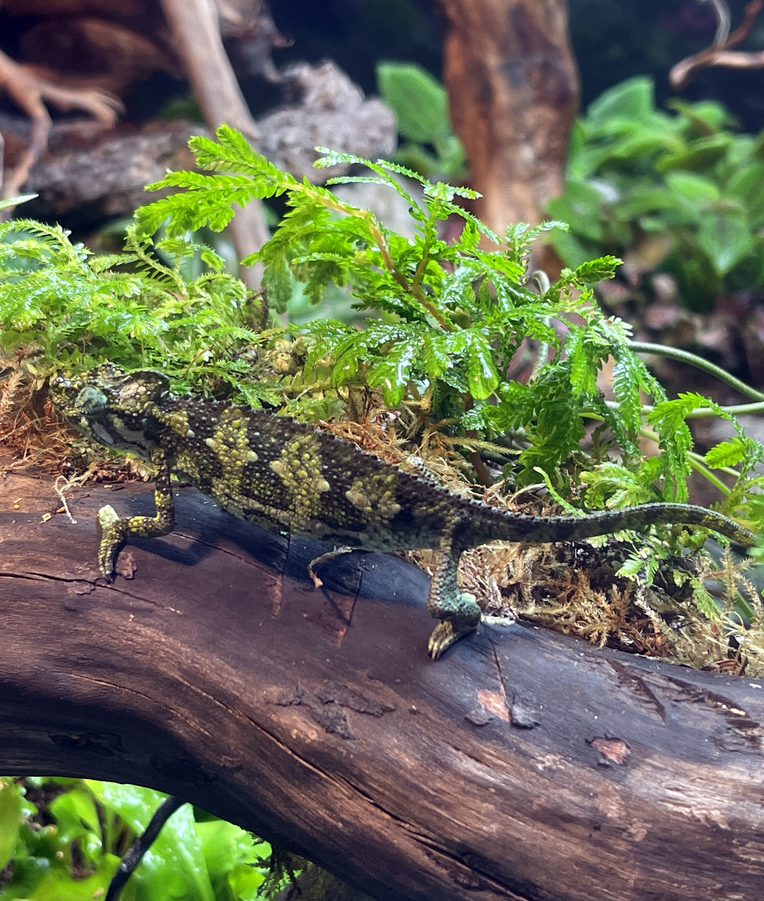 ReptiFauna™ Moss in reptile terrarium
