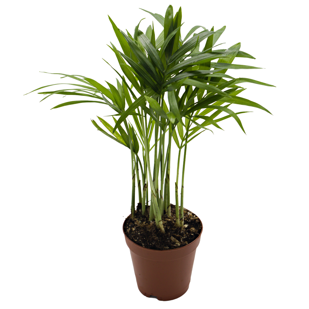 ReptiFauna Neanthe Bella Palm