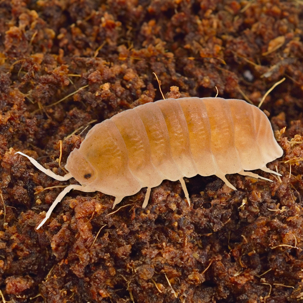 ReptiFauna™ Isopods Papaya