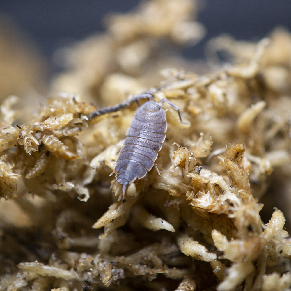 ReptiFauna™ Isopods Powder Blue