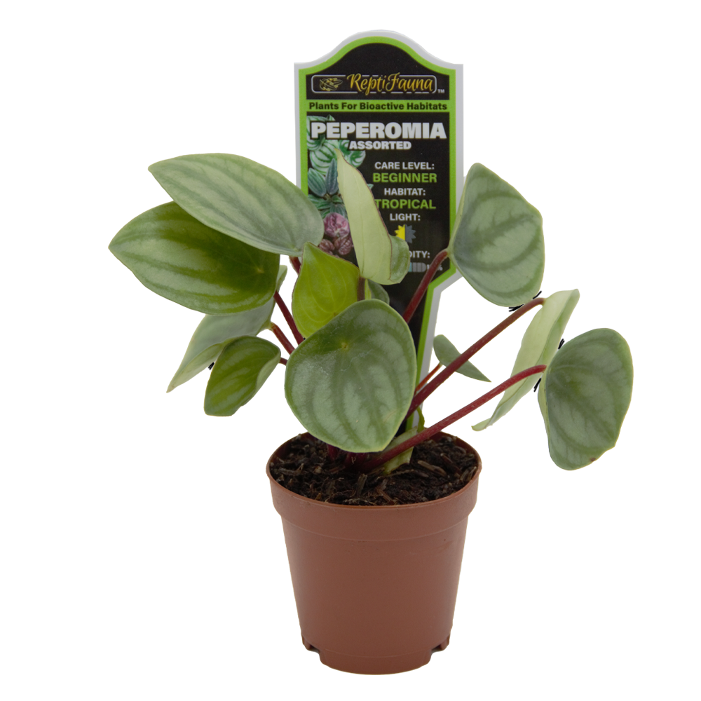 ReptiFauna Assorted Peperomia