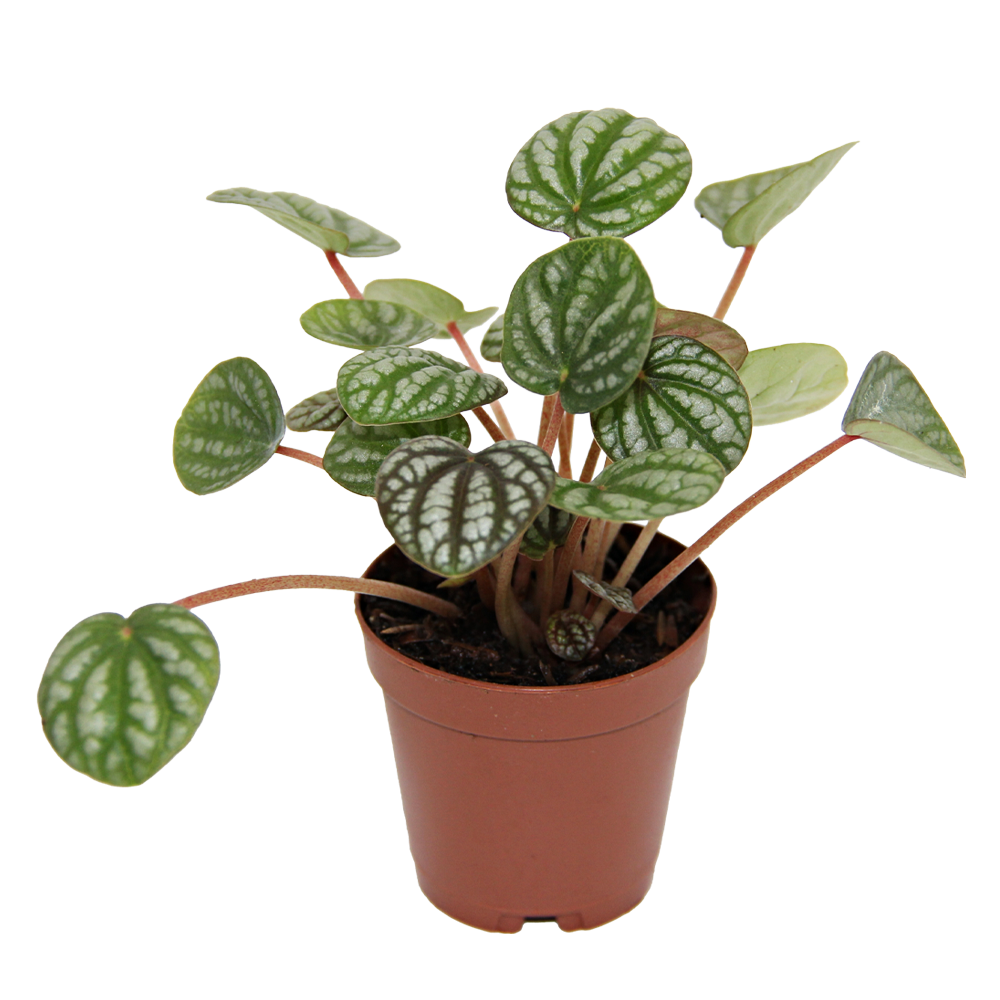 ReptiFauna Assorted Peperomia