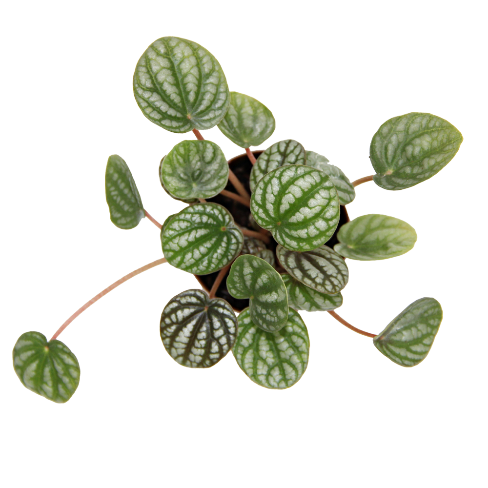 ReptiFauna Assorted Peperomia