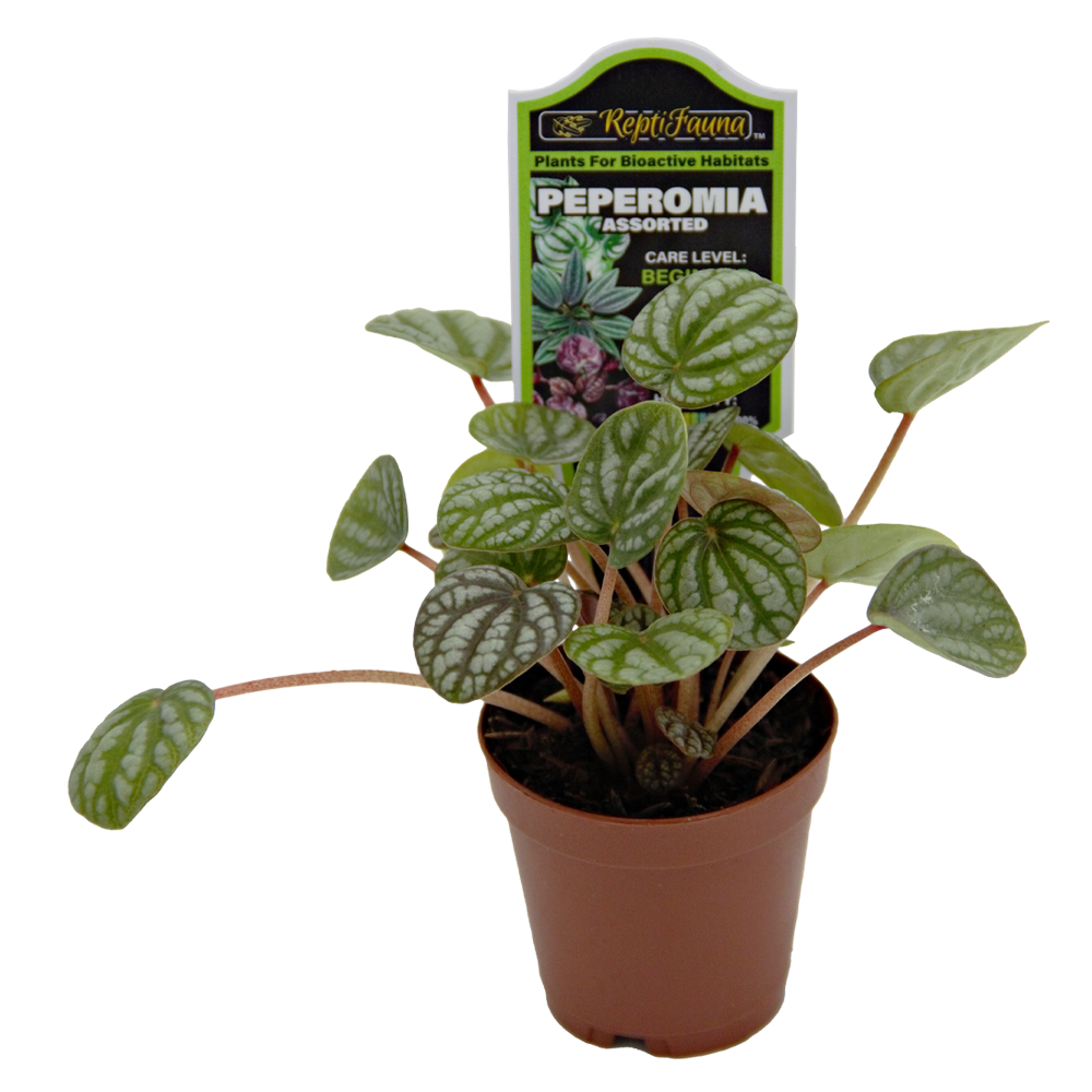 ReptiFauna Assorted Peperomia