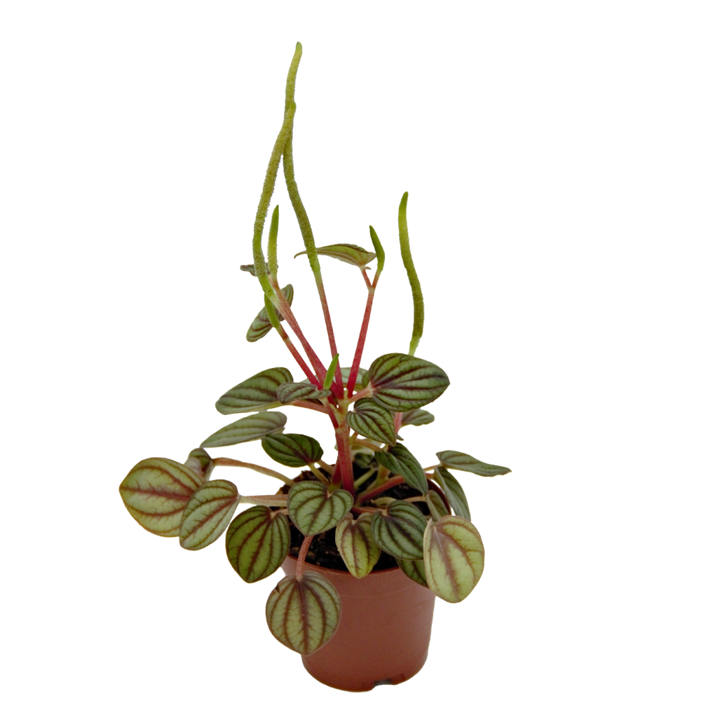 ReptiFauna Assorted Peperomia