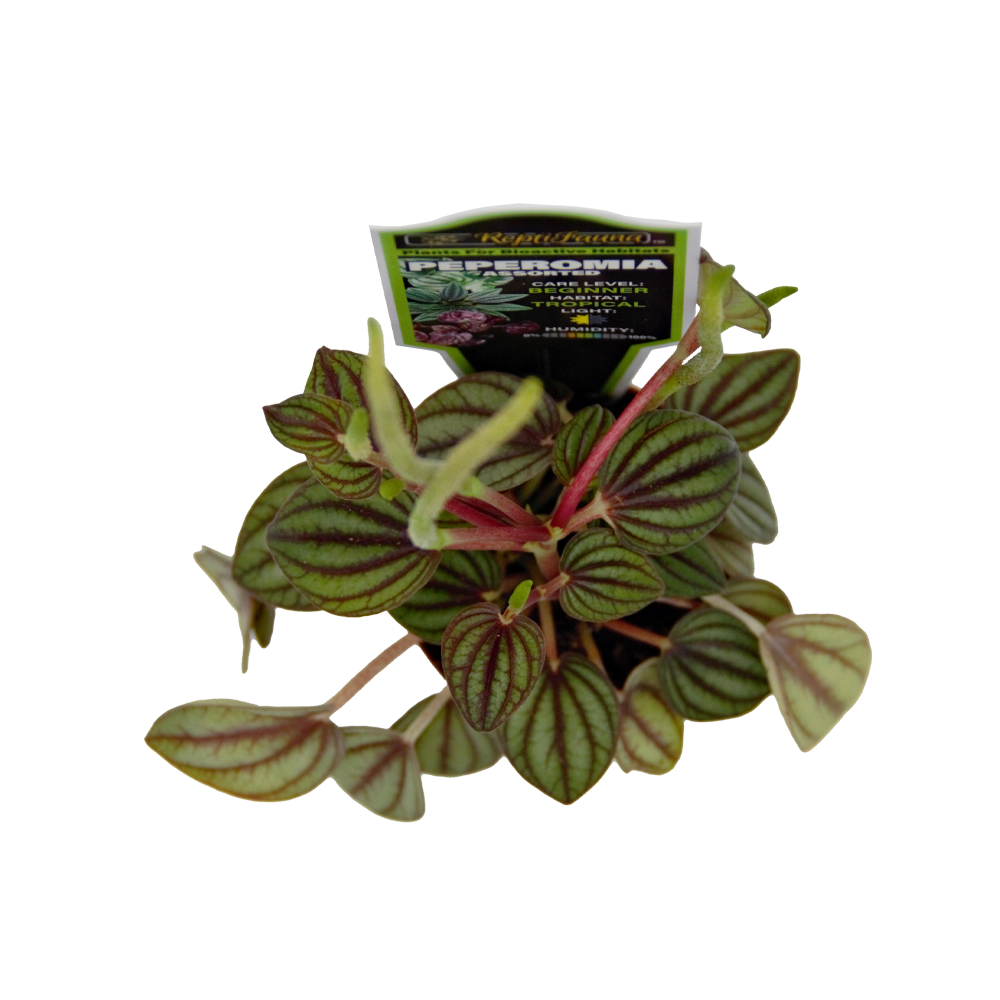 ReptiFauna Assorted Peperomia