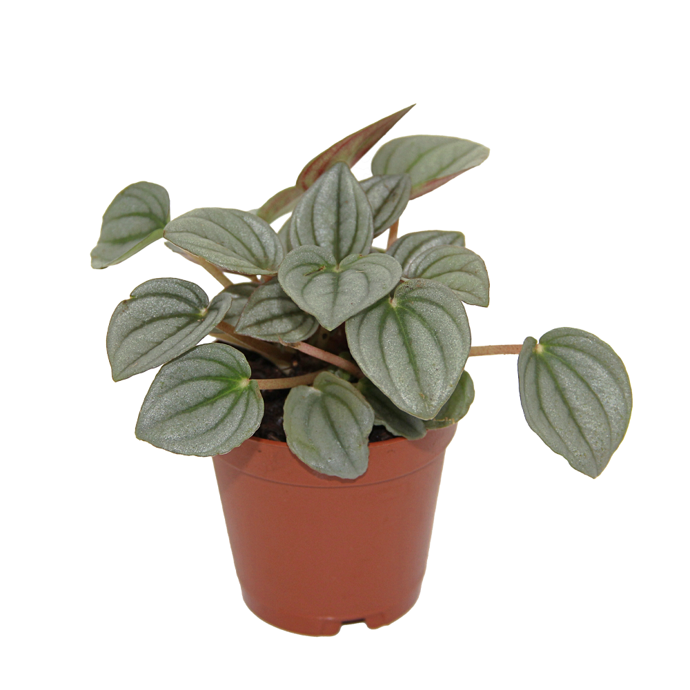 ReptiFauna Assorted Peperomia