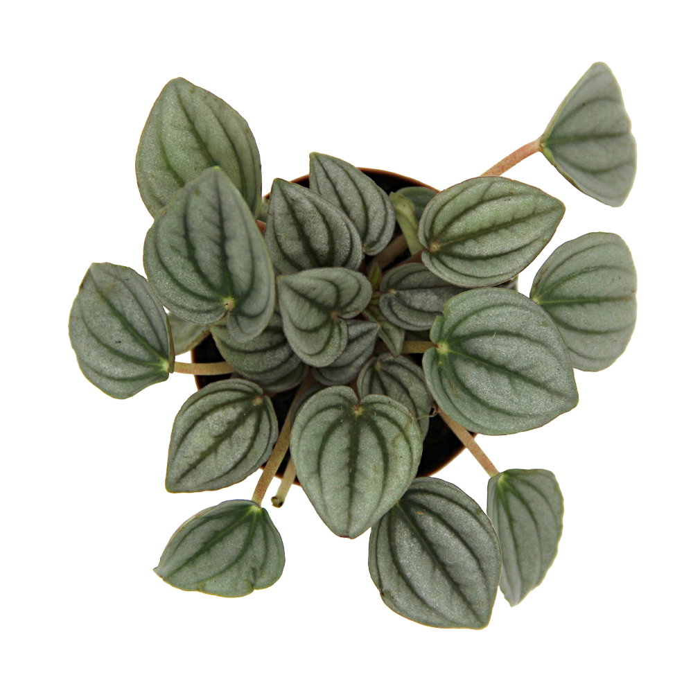 ReptiFauna Assorted Peperomia