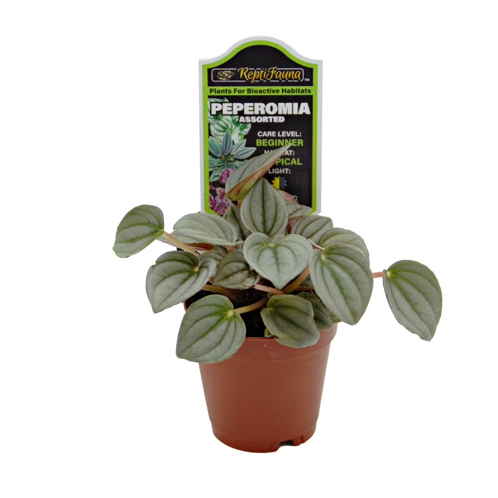 ReptiFauna Assorted Peperomia