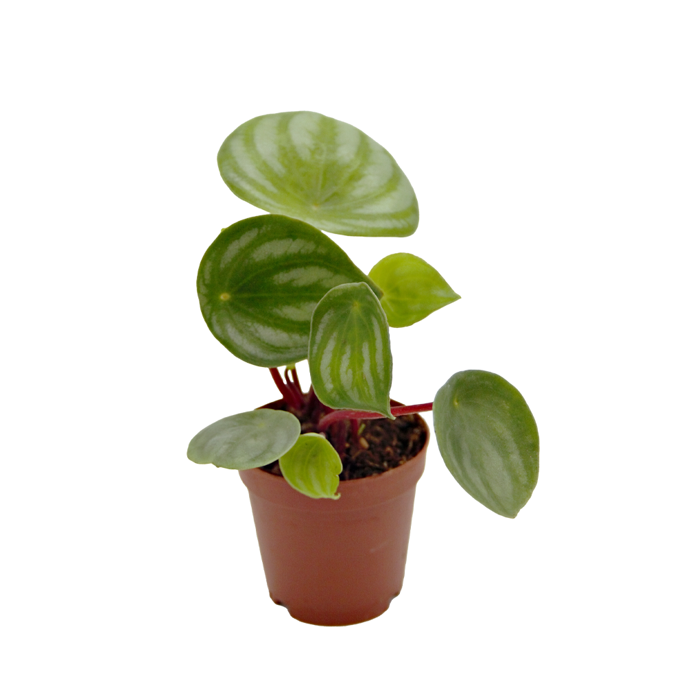 ReptiFauna Assorted Peperomia