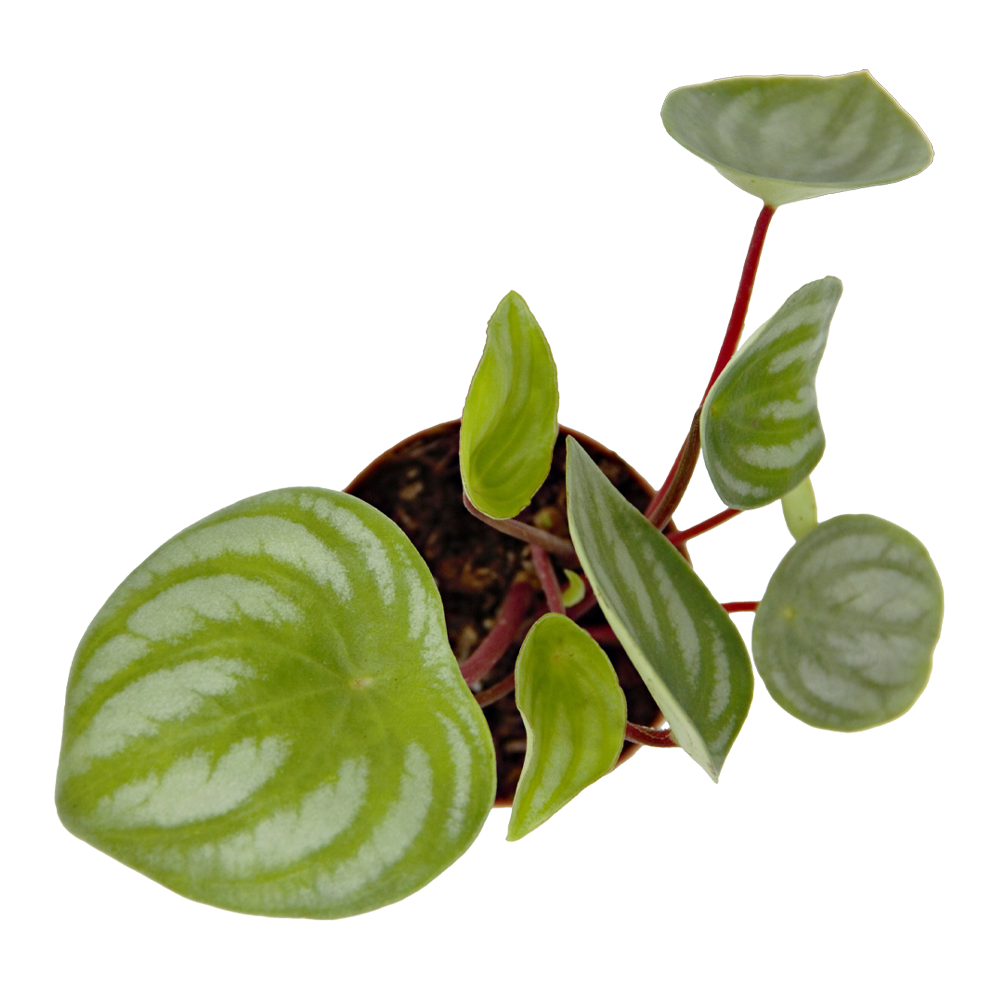 ReptiFauna Assorted Peperomia