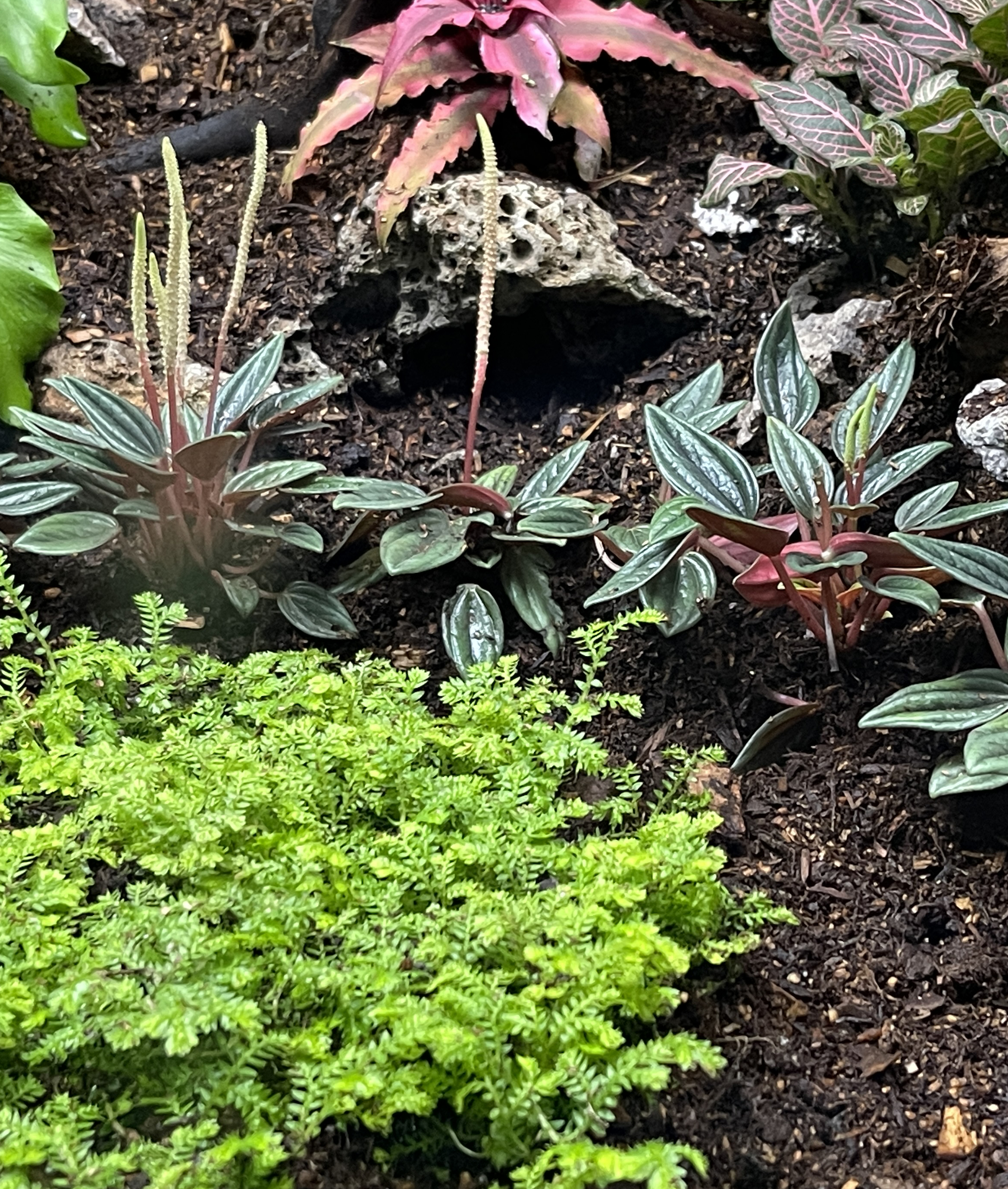 ReptiFauna™ Peperomia in reptile terrarium