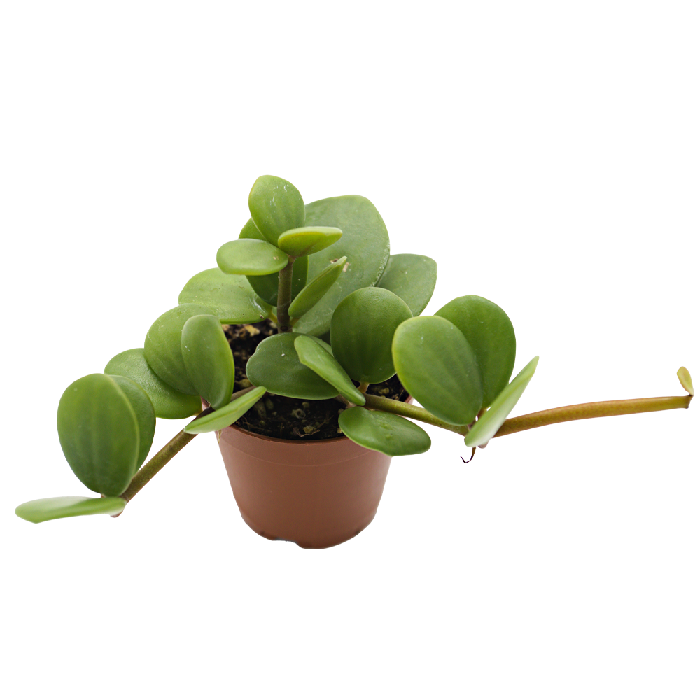 ReptiFauna Hope Peperomia