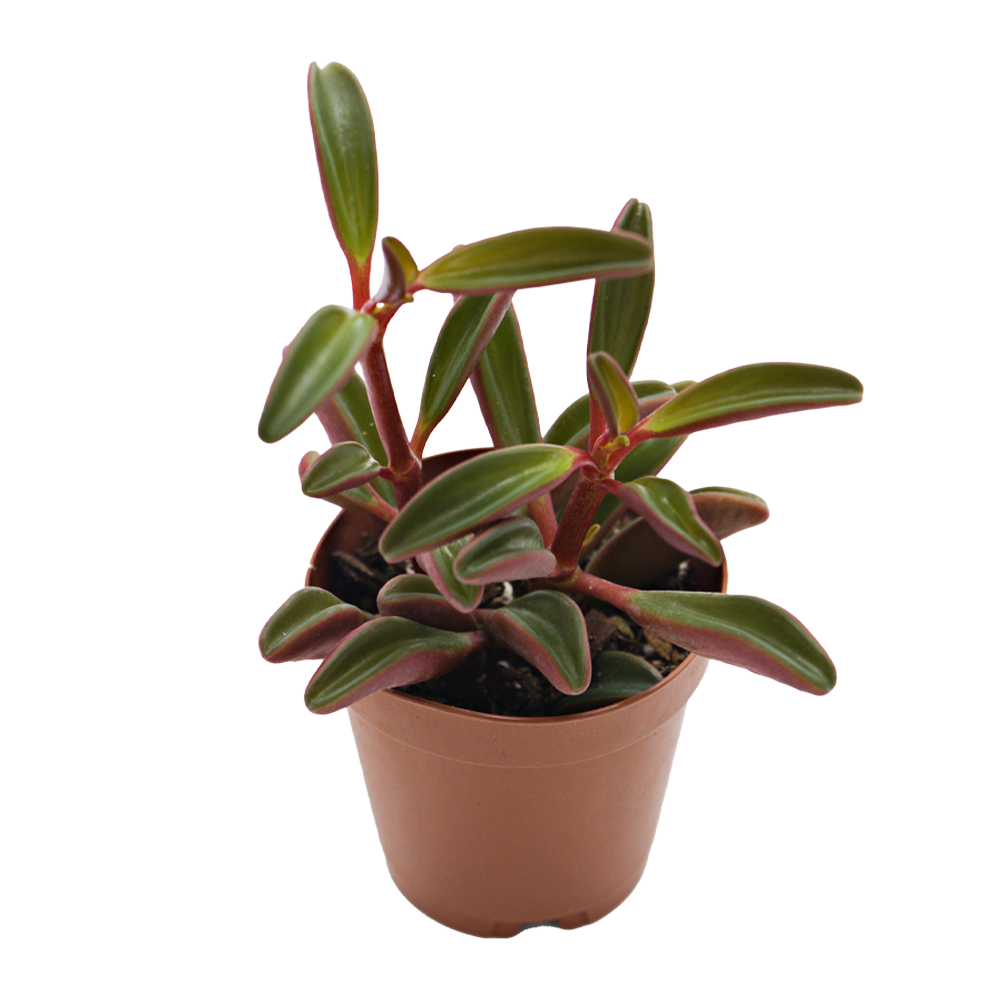 ReptiFauna Ruby Peperomia