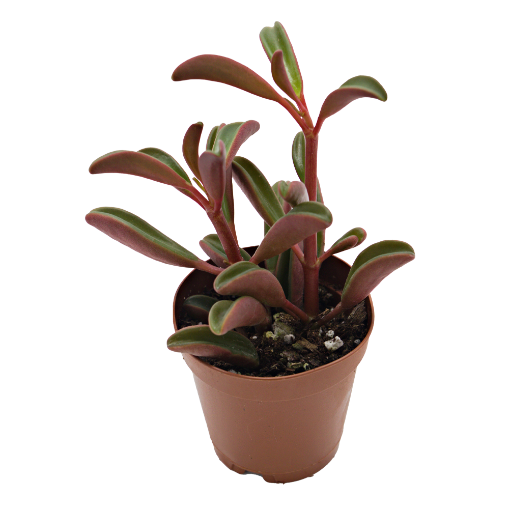 ReptiFauna Ruby Peperomia