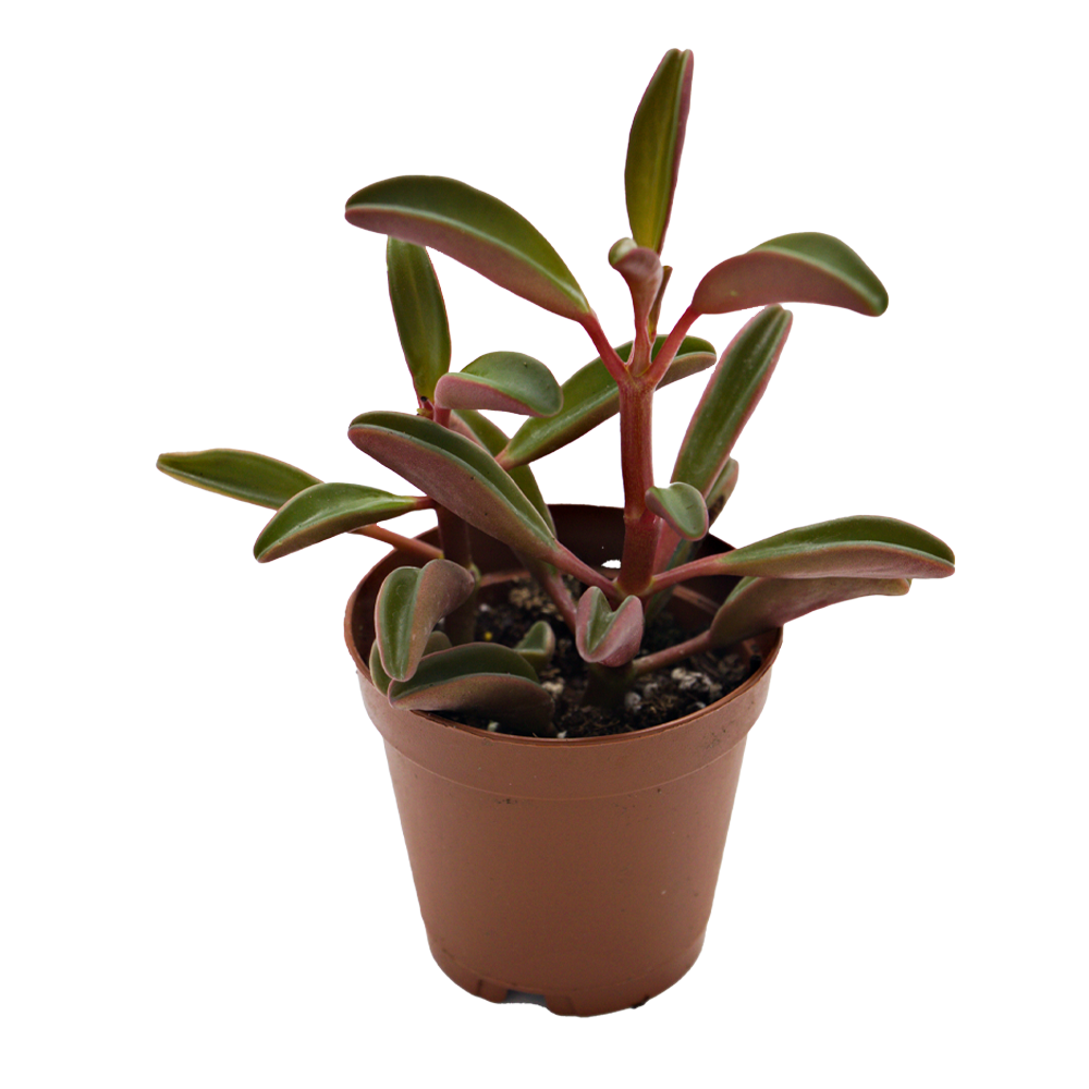 ReptiFauna Ruby Peperomia