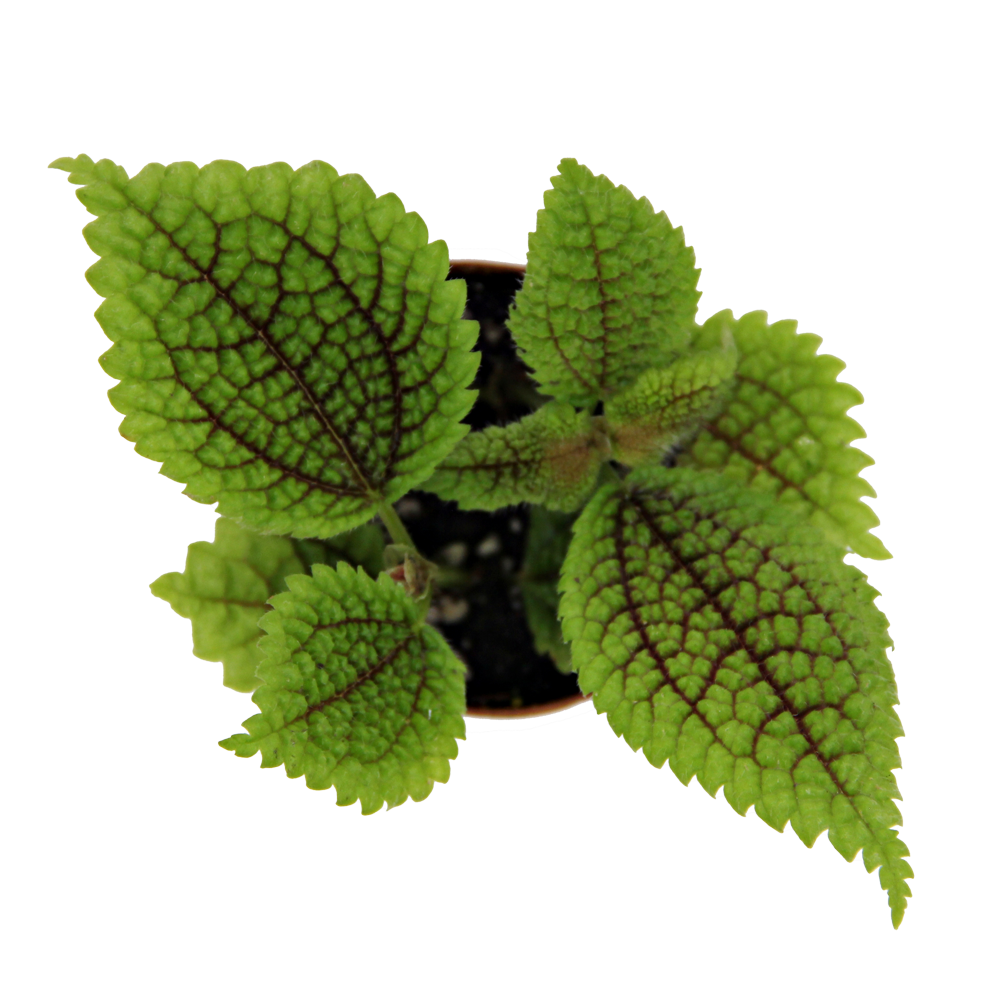 ReptiFauna Moon Valley Pilea