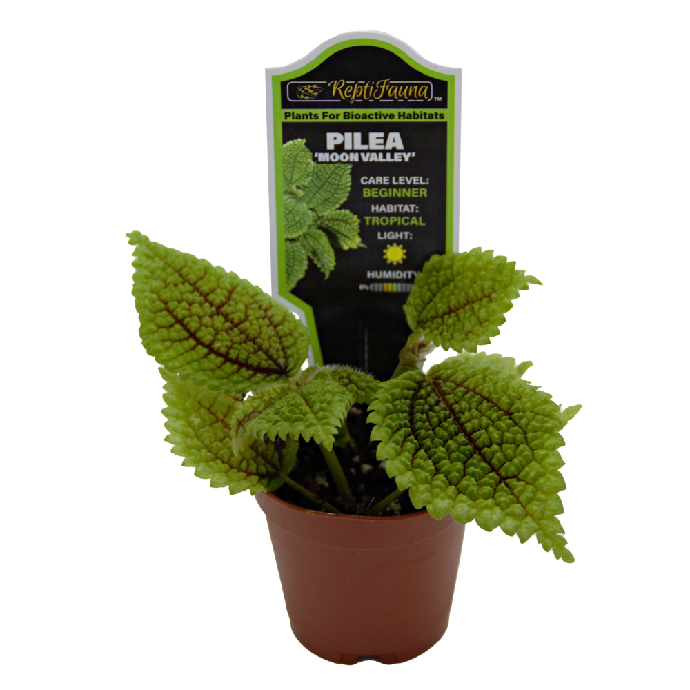 ReptiFauna Moon Valley Pilea