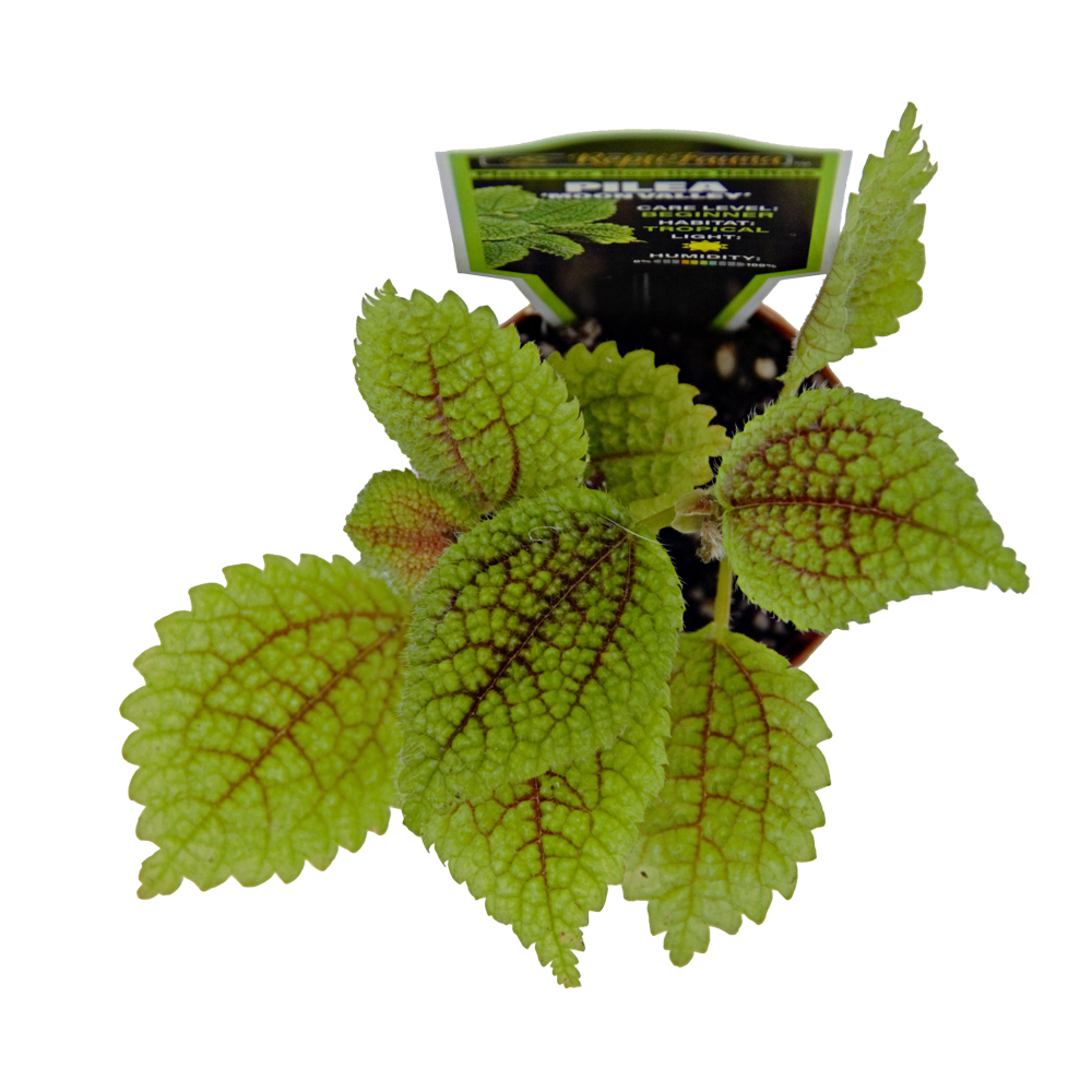 ReptiFauna Moon Valley Pilea