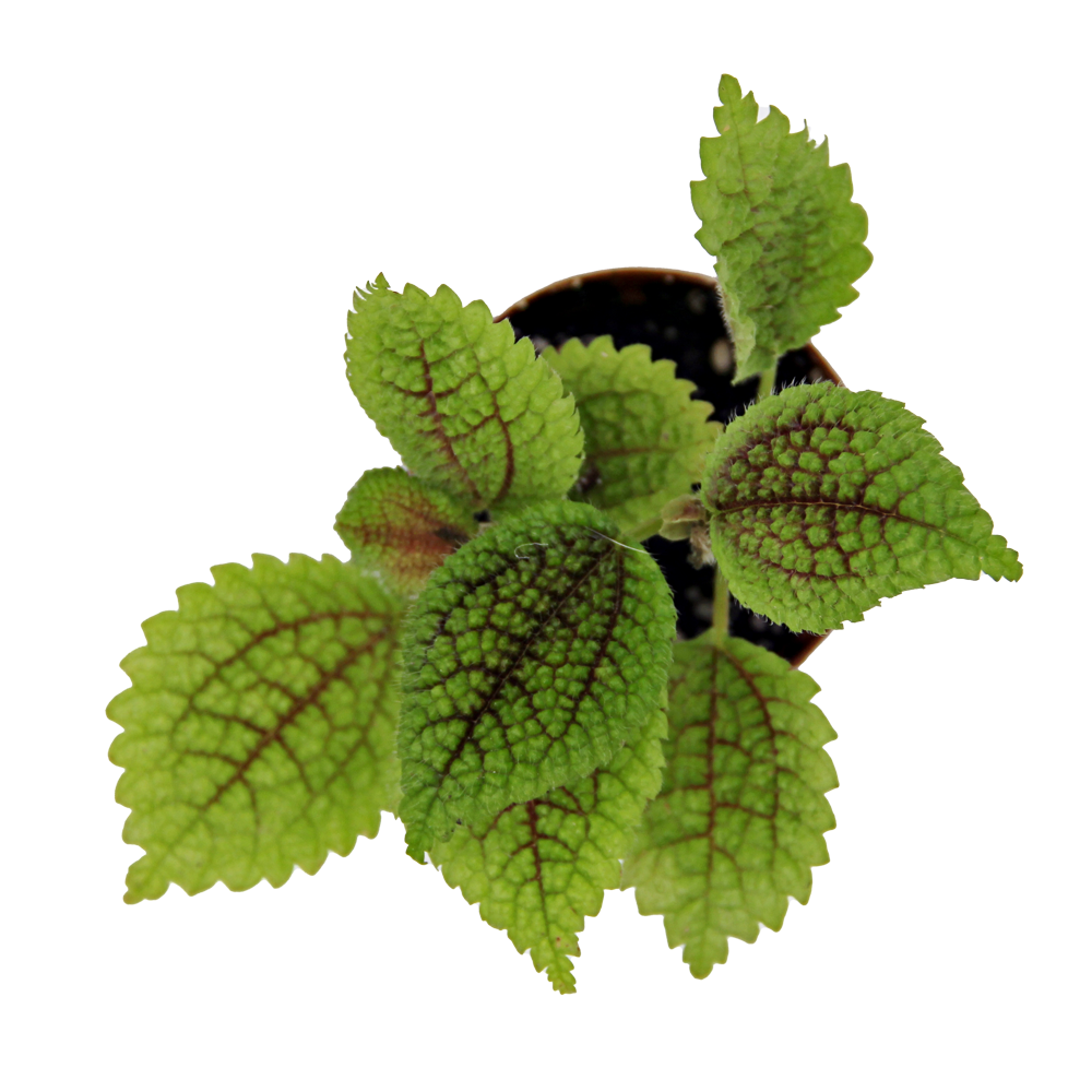 ReptiFauna Moon Valley Pilea