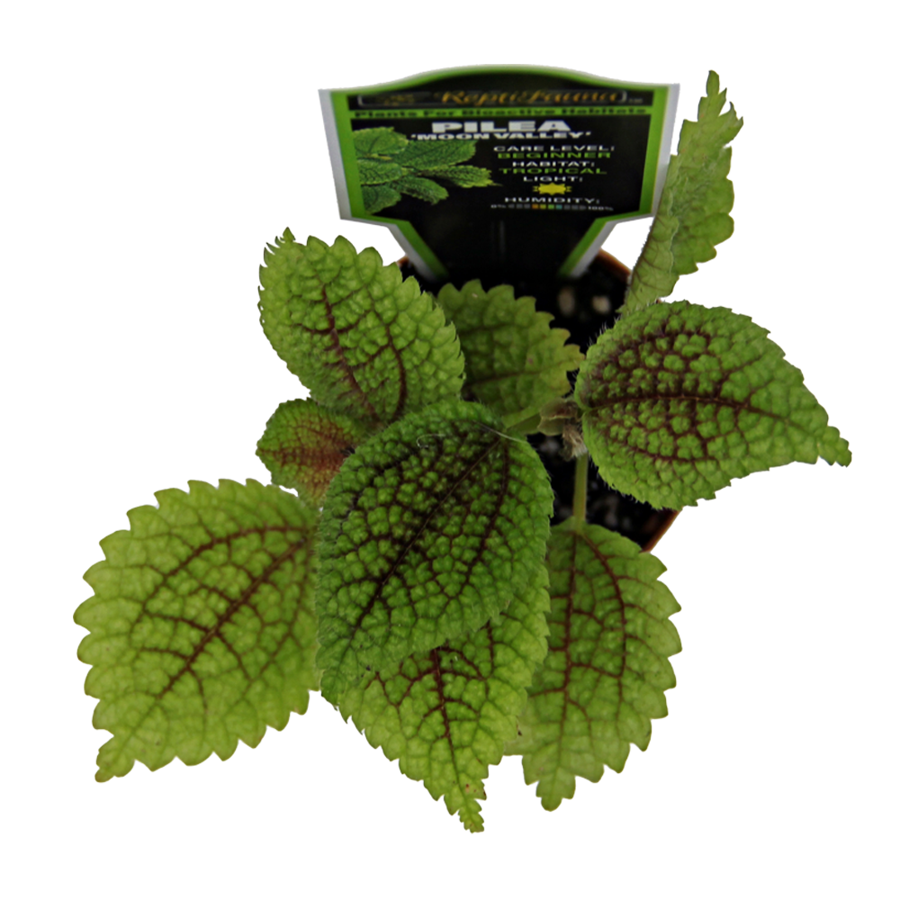 ReptiFauna Moon Valley Pilea