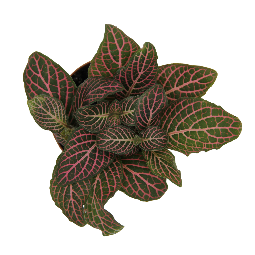 Pink Fittonia