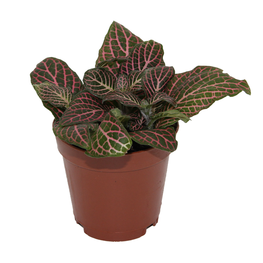 Pink Fittonia