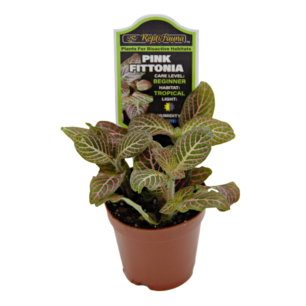 Pink Fittonia