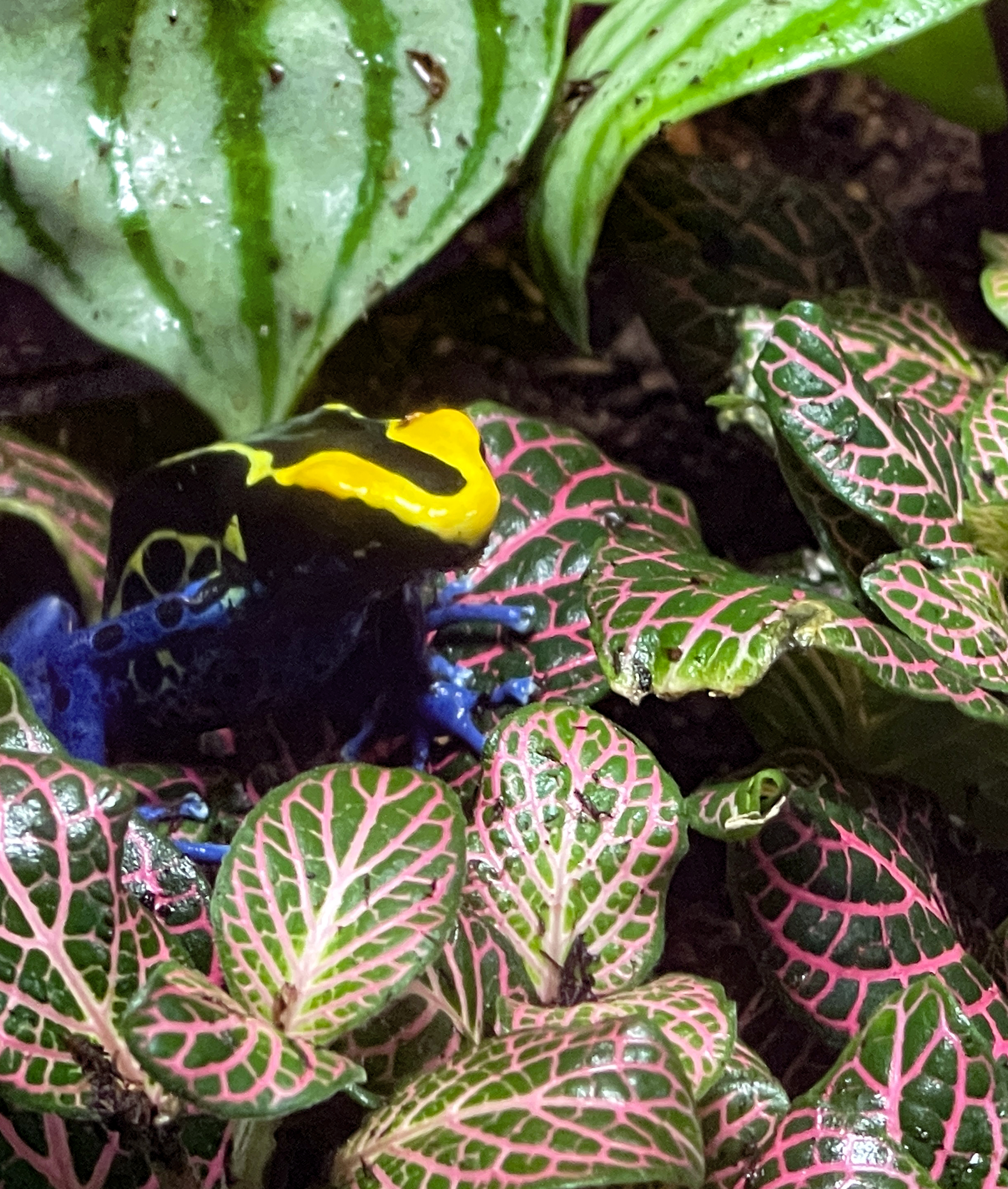 ReptiFauna™ Pink Fittonia in reptile terrarium