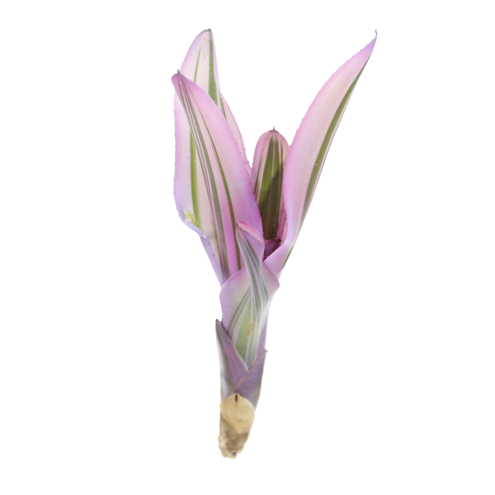 ReptiFauna Pink Magic