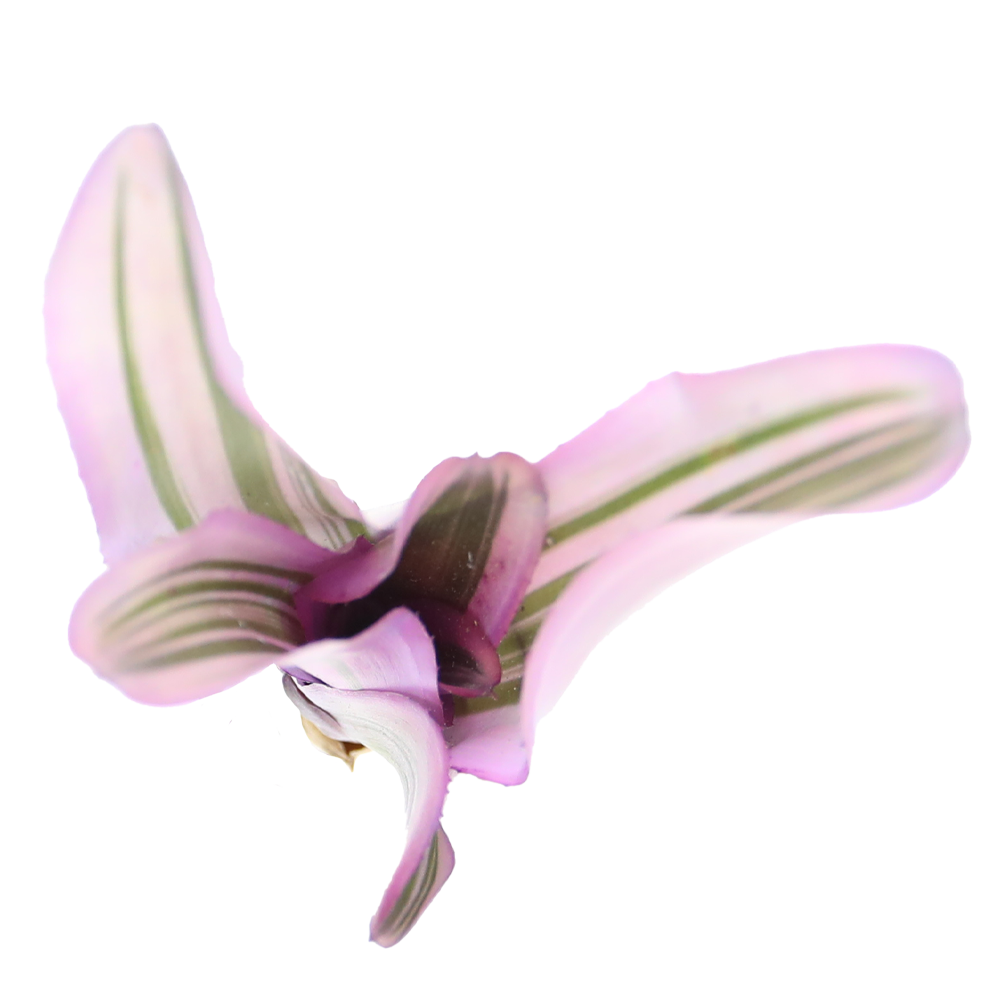 ReptiFauna Pink Magic