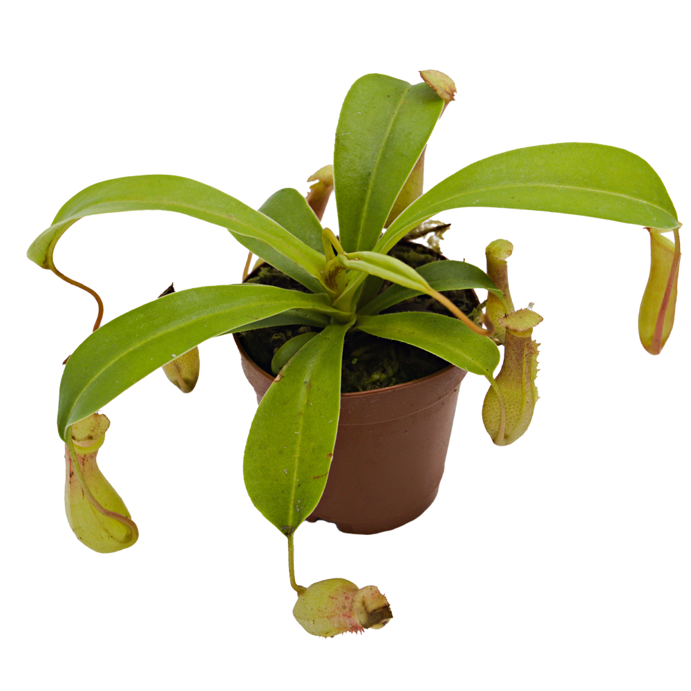 ReptiFauna Pitcher Plant