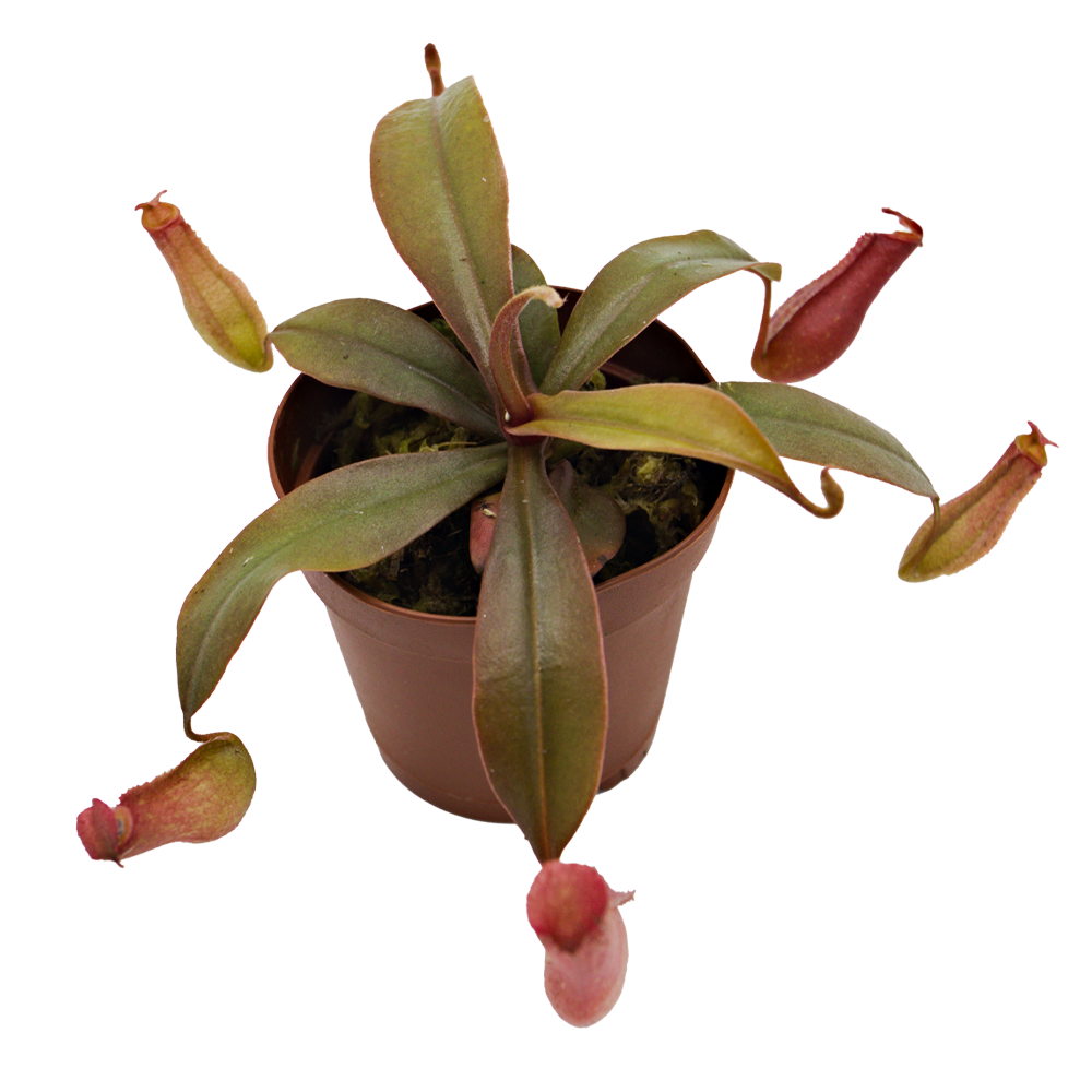 ReptiFauna Pitcher Plant