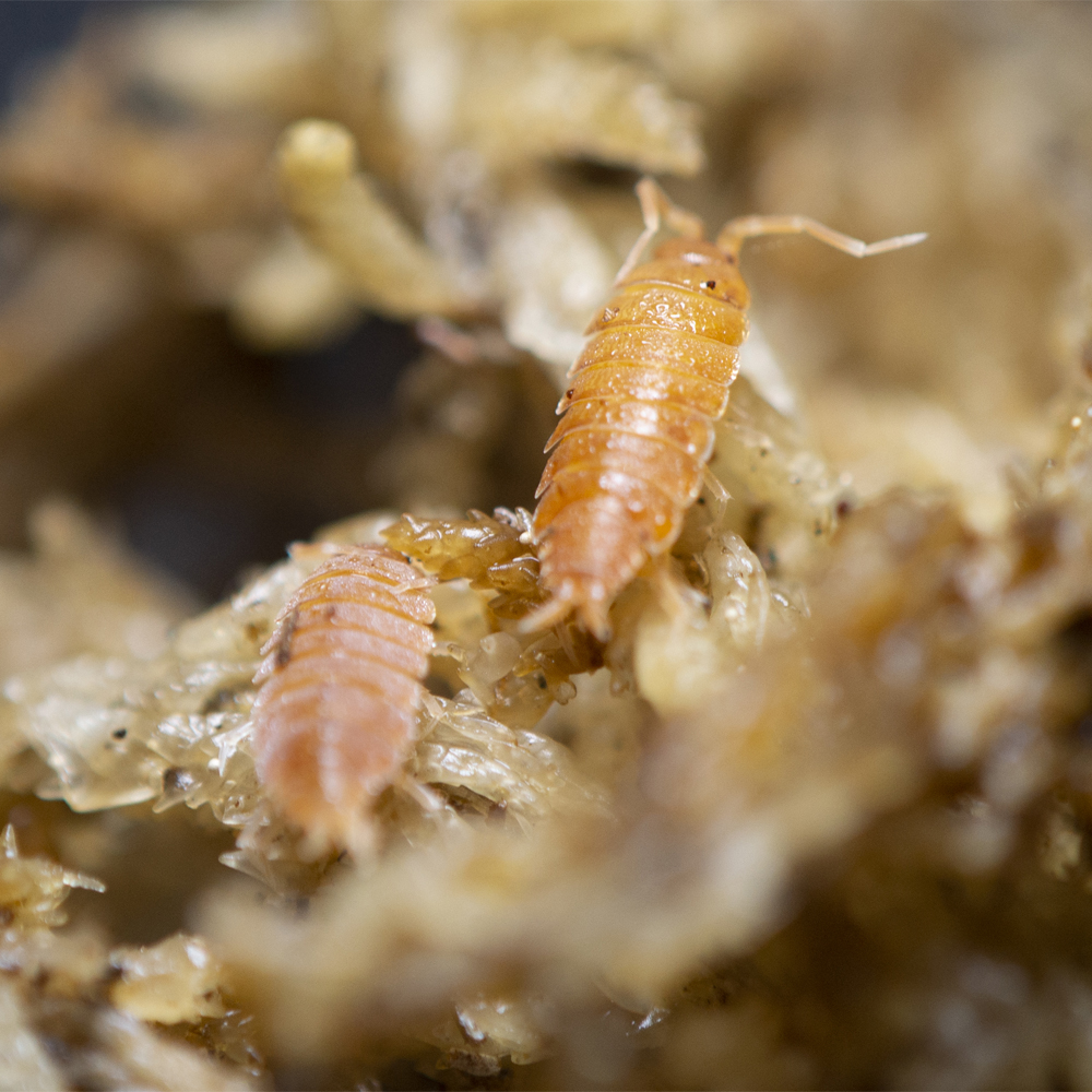 ReptiFauna™ Isopods Powder Orange