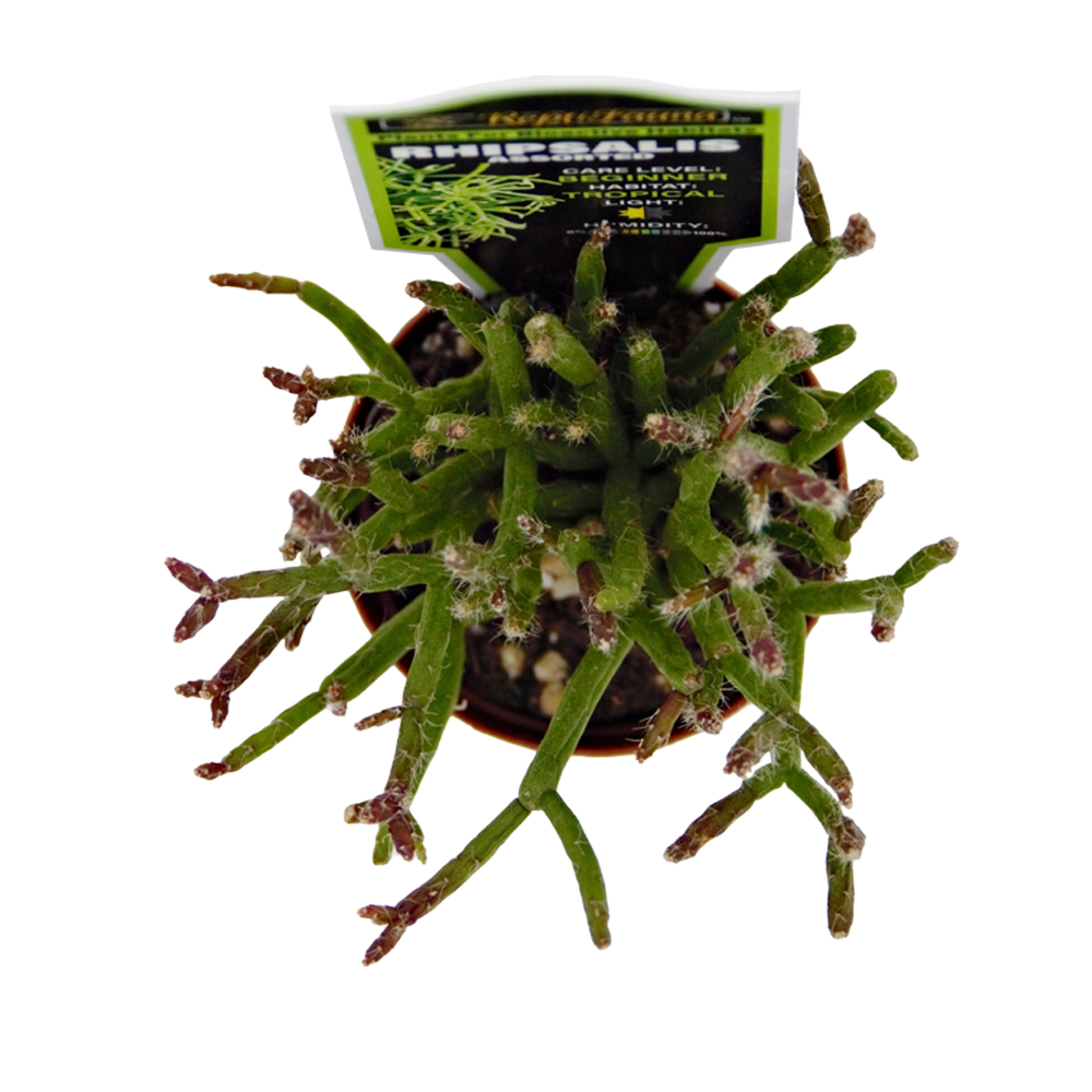 ReptiFauna Assorted Rhipsalis