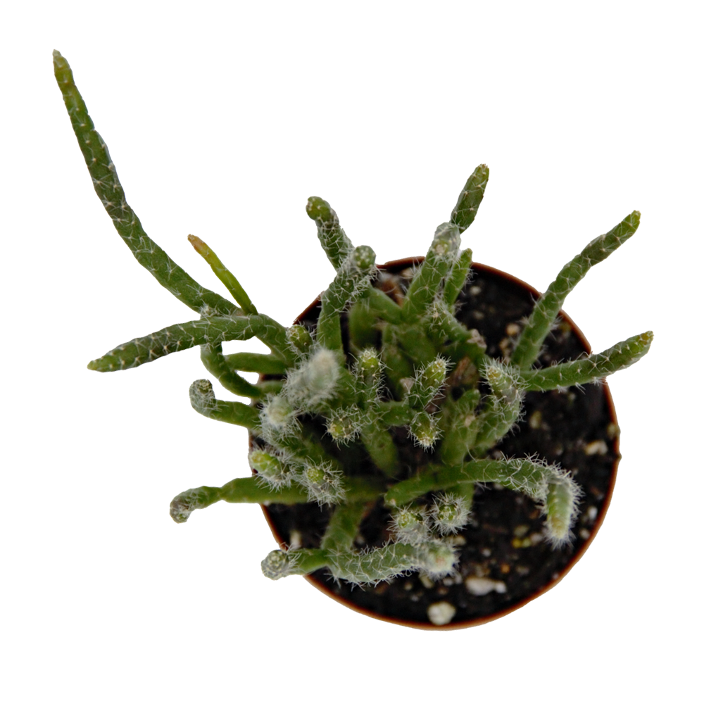 ReptiFauna Assorted Rhipsalis