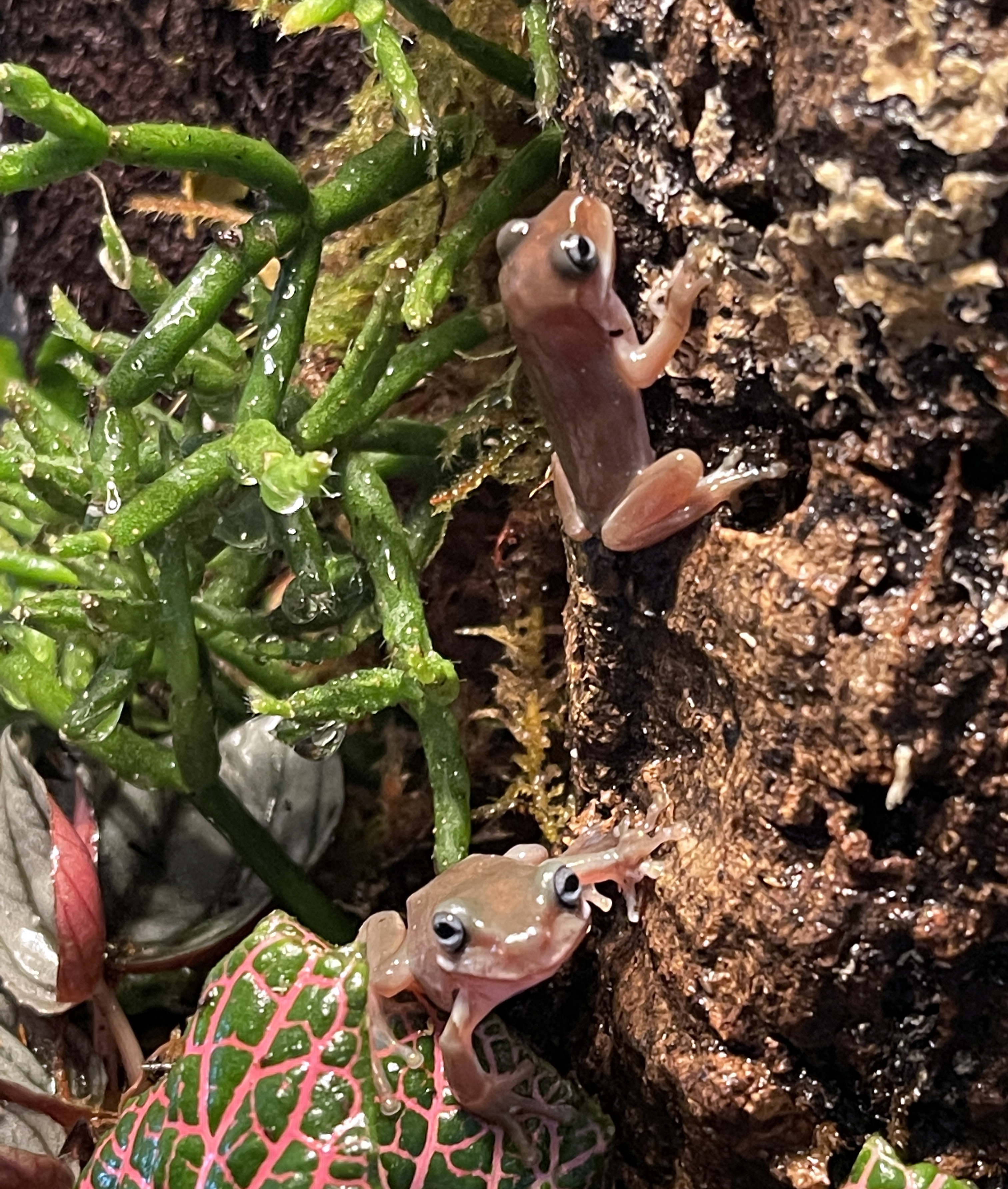 ReptiFauna™ Rhipsalis in reptile terrarium