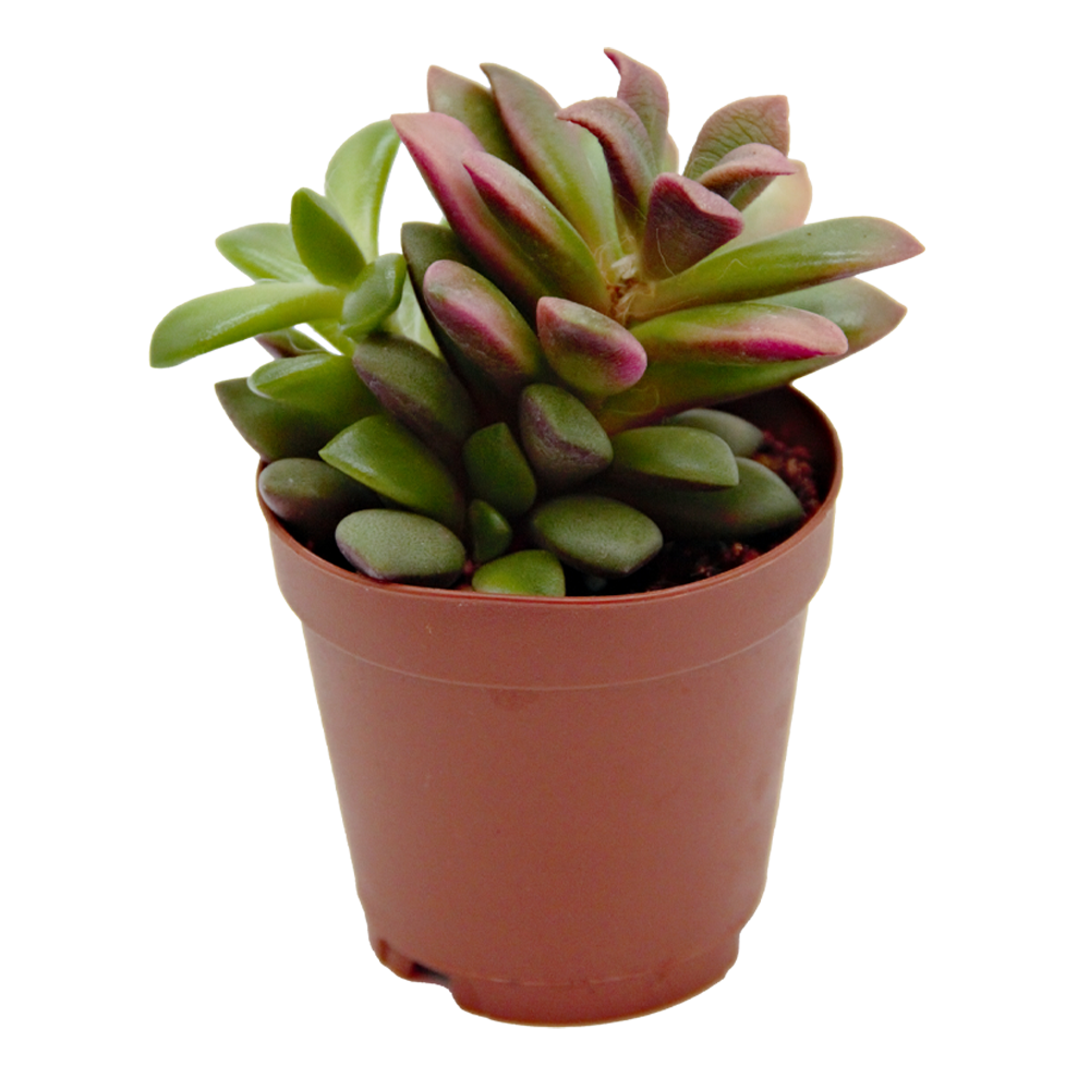 ReptiFauna Sedum