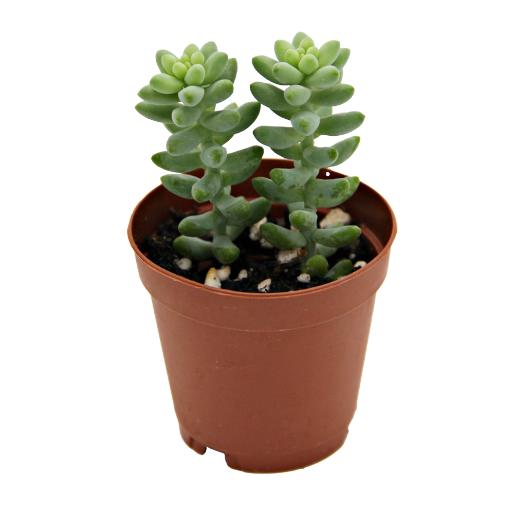 ReptiFauna Sedum