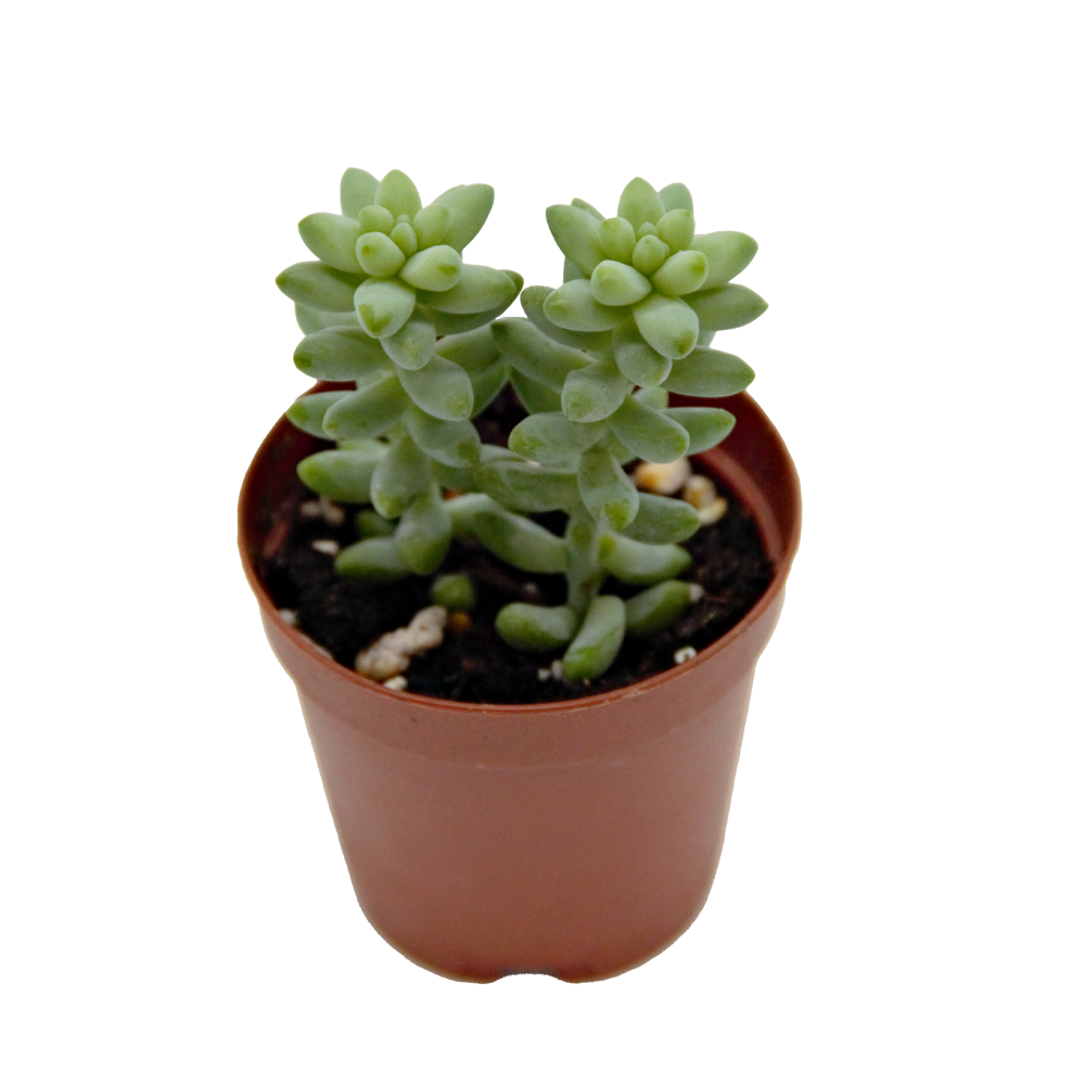 ReptiFauna Sedum