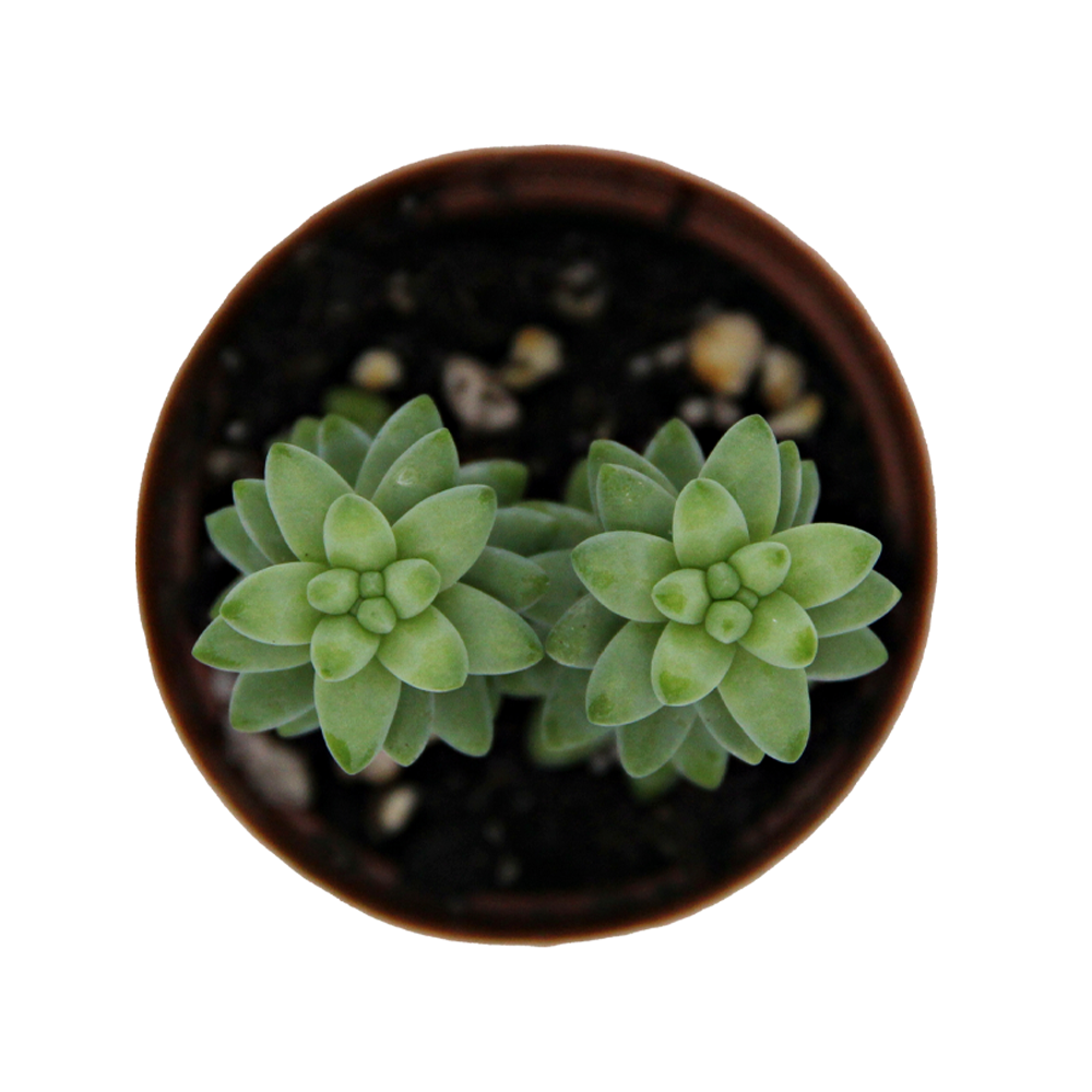 ReptiFauna Sedum