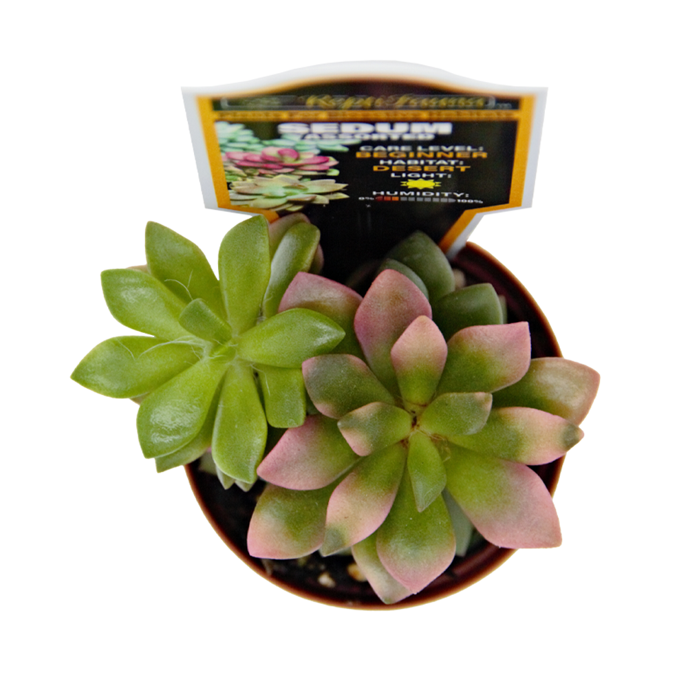 ReptiFauna Sedum