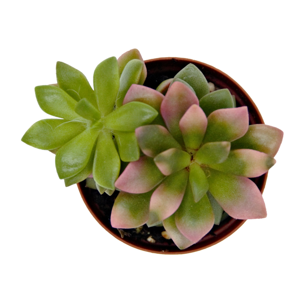 ReptiFauna Sedum