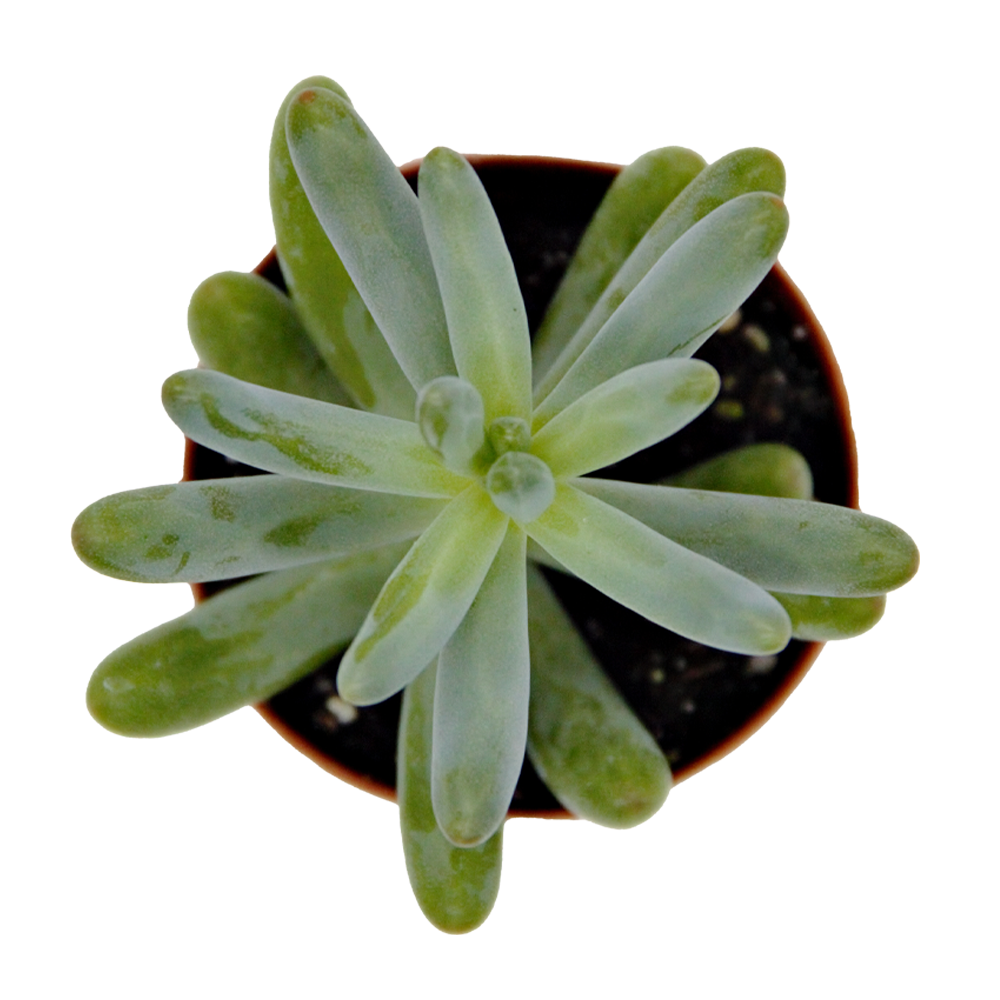 ReptiFauna Sedum