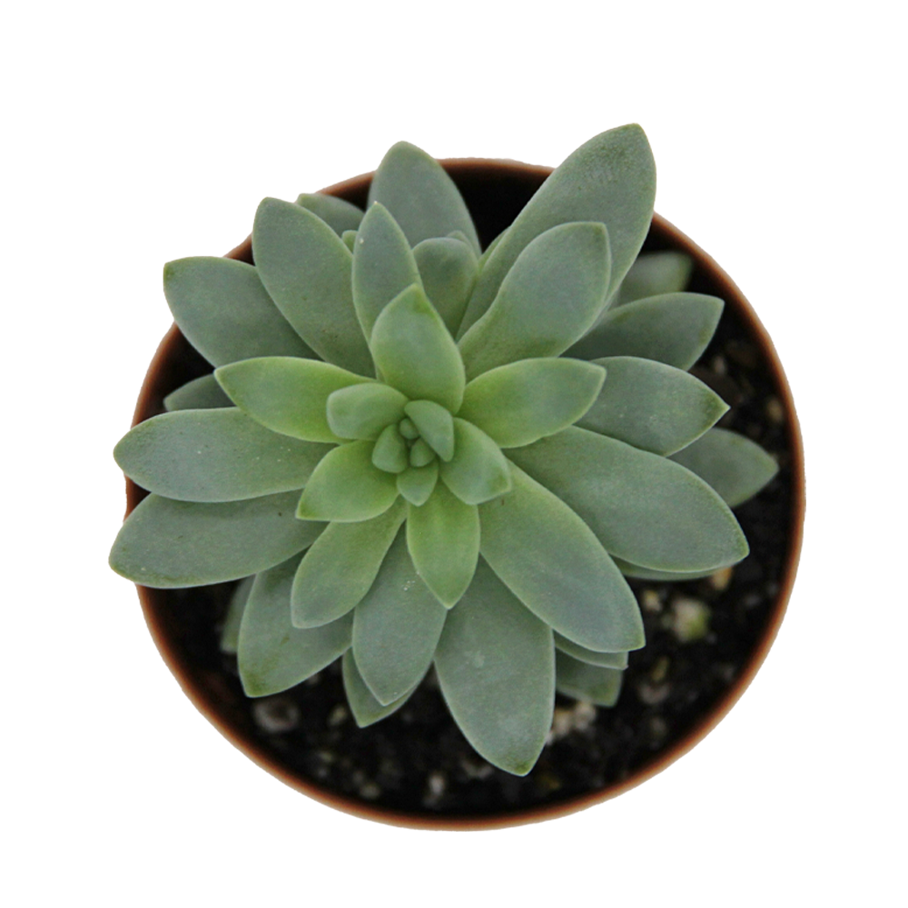 ReptiFauna Sedum